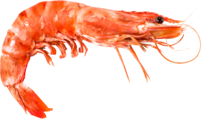 Shrimp PNG-18274